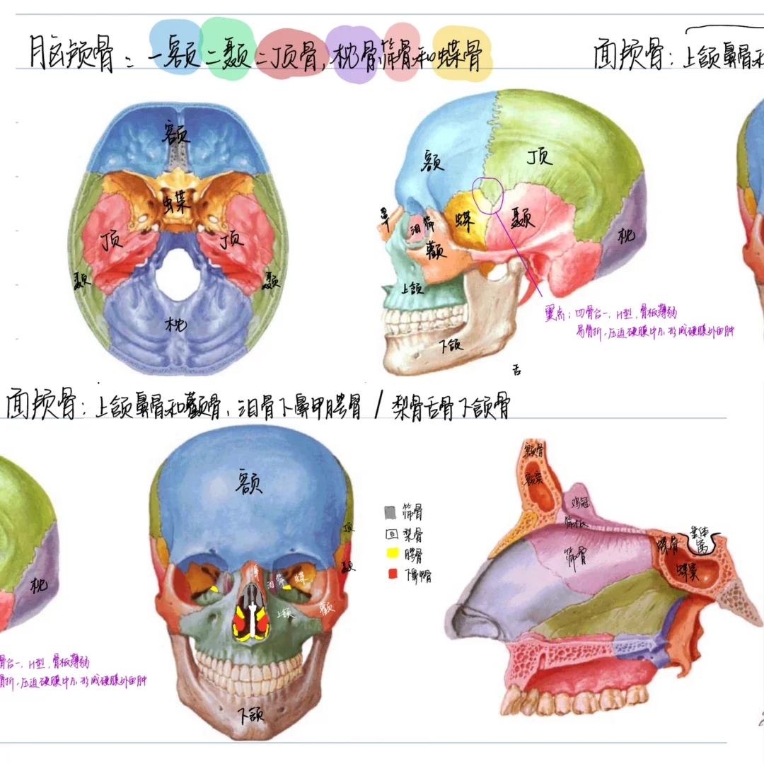 苹果版body解剖3dbody人体解剖学app破解版-第2张图片-太平洋在线下载